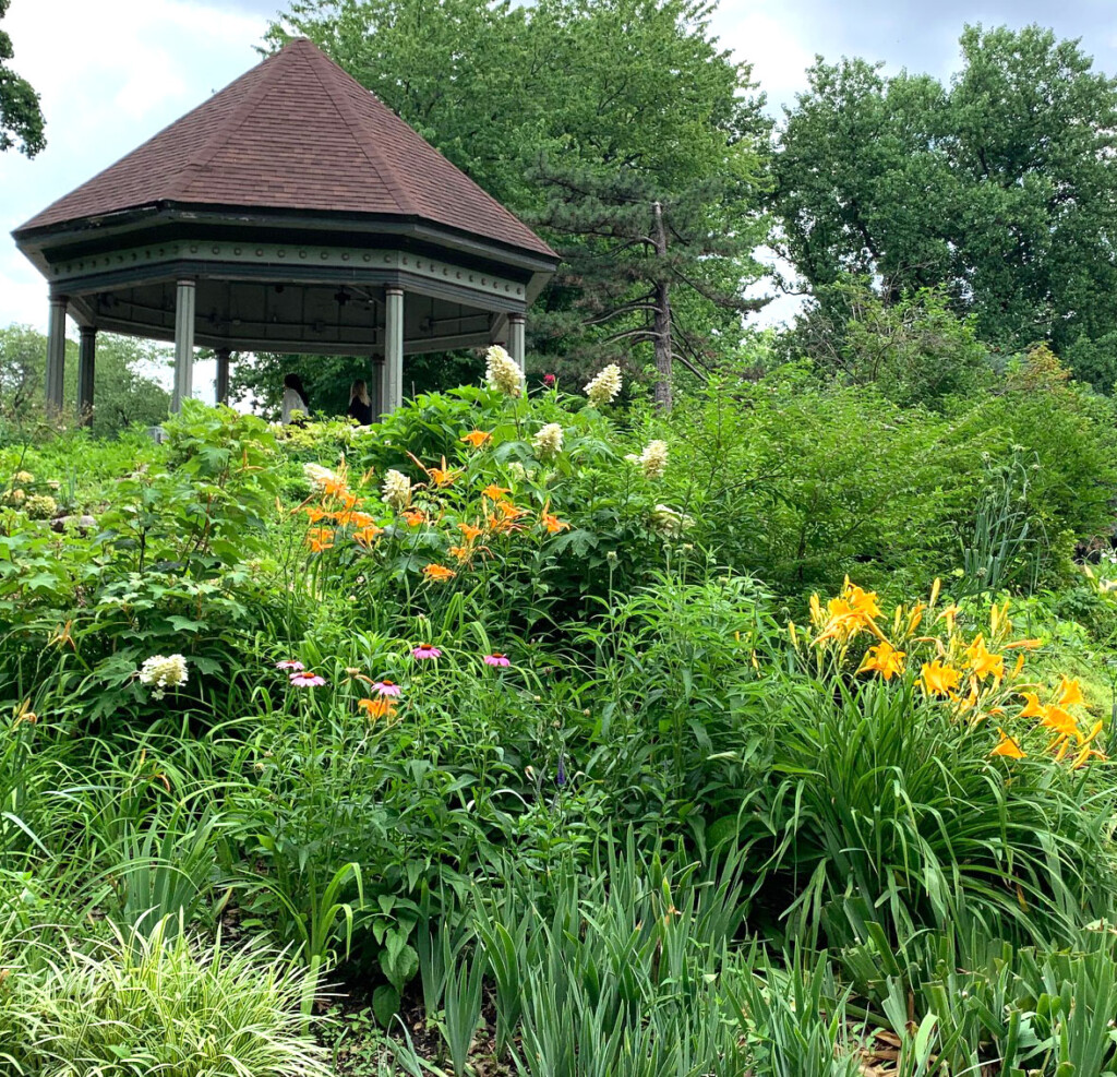 grotto daylilies