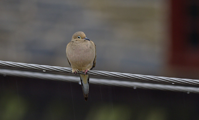 LONESOME DOVES