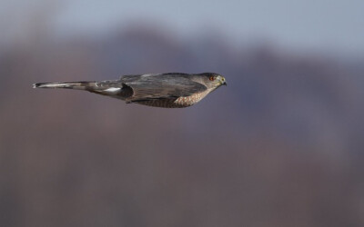 THE HAWK WHO MISTOOK HER MATE FOR A MEAL