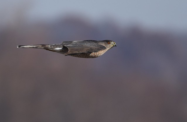 THE HAWK WHO MISTOOK HER MATE FOR A MEAL