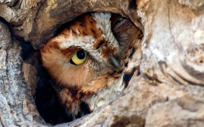 DASHIELL HEARS A HOOT