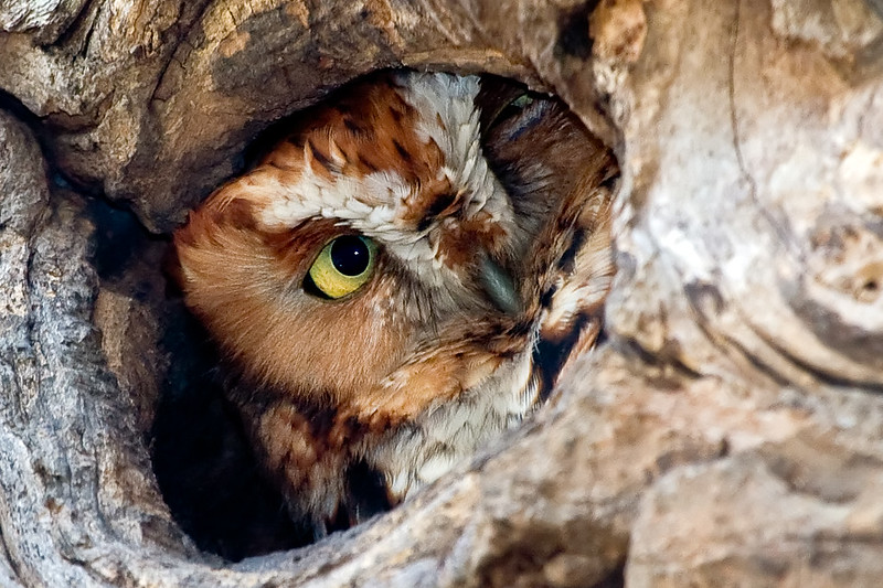 DASHIELL HEARS A HOOT