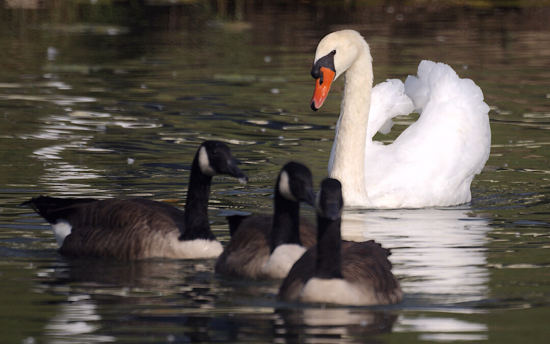 MOOT SWANS