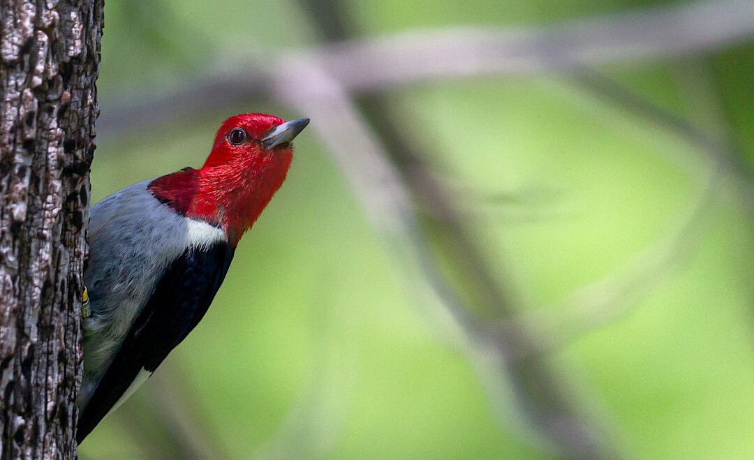 RED-HEADED STRANGER