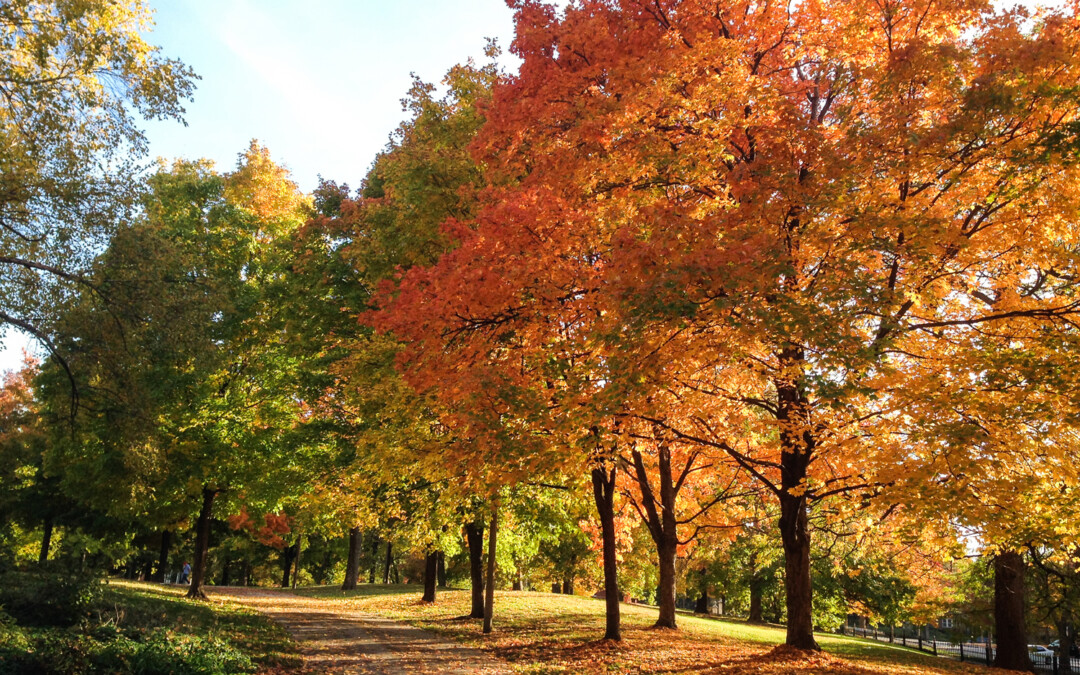 Park Reforestation