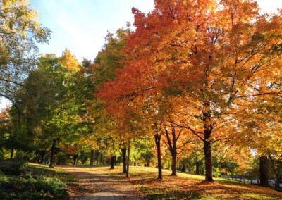 Park Reforestation