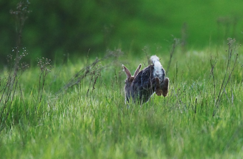 Eastern cottontail running away.