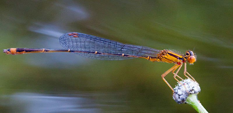 orange bluet damselfly