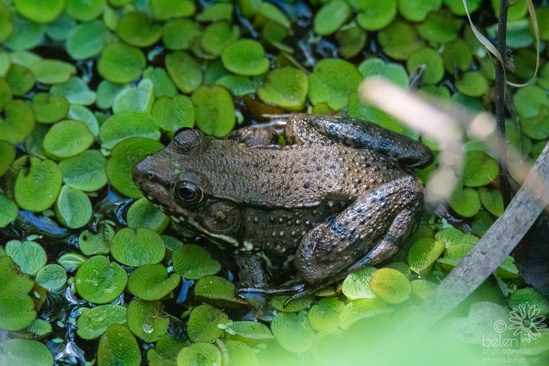 Blanchard's cricket frog on duckweed