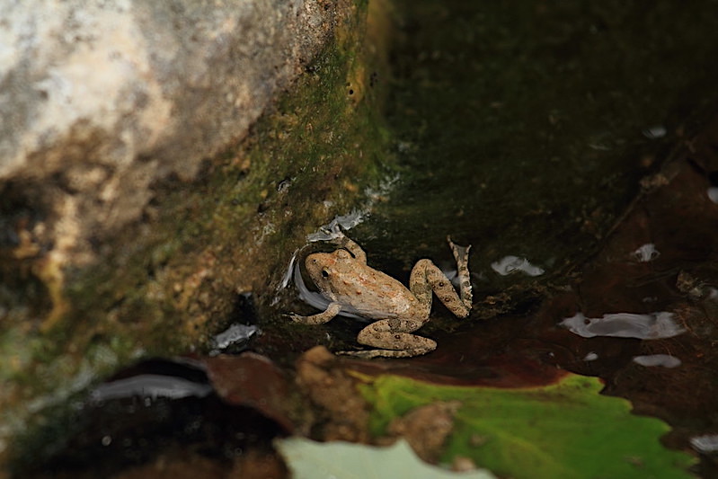 Blanchard's cricket frog in water